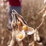 patrulheiro agro seca soja foto pedro silvestre canal rural mato grosso 1 moratória da soja china