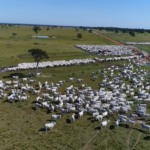 gado bovinos abates boi rebanho foto canal rural mato grosso