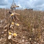 soja chuvas colheita foto pedro silvestre canal rural mato grosso7