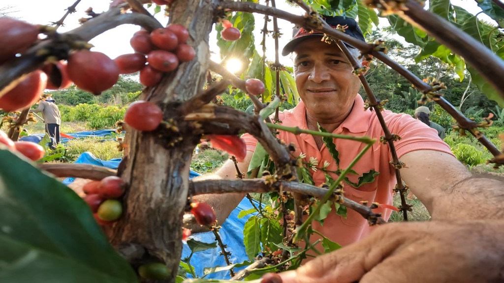 Ateg Cafeicultura café juína senar transforma foto israel baumann canal rural mato grosso