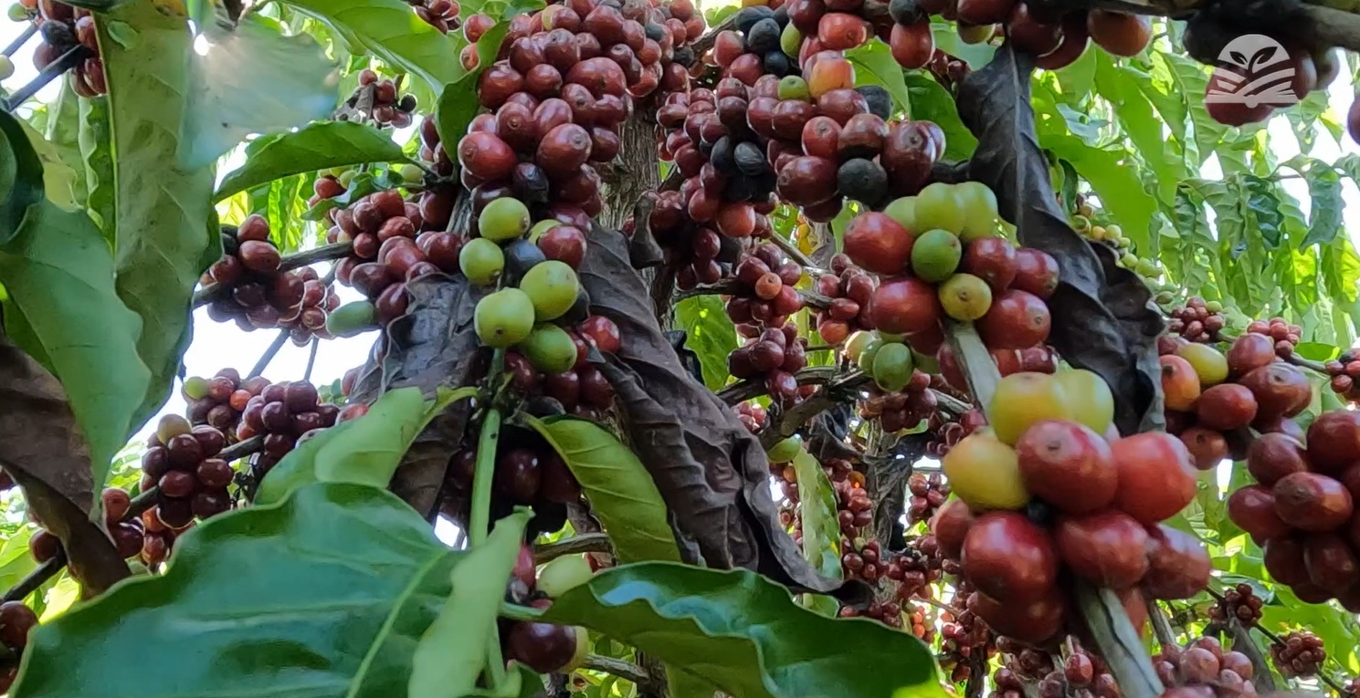 ateg cafeicultura café colniza senar transforma foto israel baumann canal rural mato grosso 4