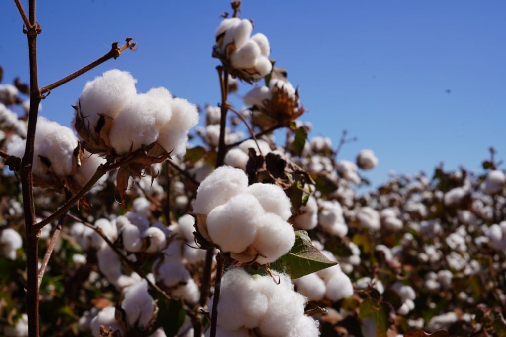 Algodão Pluma foto Israel Baumann Canal Rural Mato Grosso 1