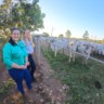 Senar Transforma pecuária de cria ateg foto israel baumann canal rural mato grosso