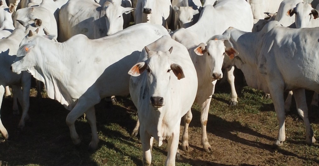 Gado boi abate carne bovina Foto Israel Baumann Canal Rural Mato Grosso