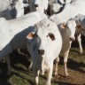 Gado boi abate carne bovina Foto Israel Baumann Canal Rural Mato Grosso