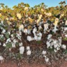 algodão mato grosso pesquisa agrícola frio chuva fundação mt