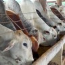 gado boi confinamento arroba carne bovina abate foto pedro silvestre canal rural mato grosso