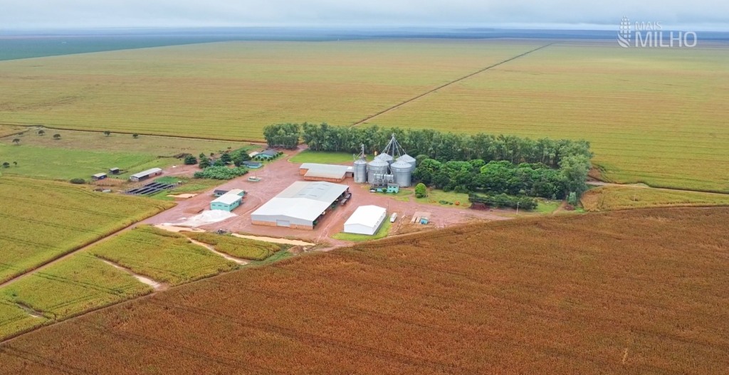 Especial Mais Milho Fazenda São Francisco Campos de Júlio Foto Israel Baumann