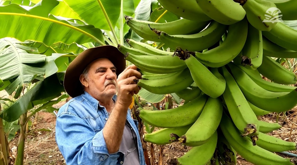 Senar Transforma Ateg Fruticultura Limão Banana Várzea Grande foto Israel Baumann Canal Rural Mato Grosso