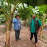 Senar Transforma Ateg Fruticultura Limão Banana Várzea Grande foto Israel Baumann Canal Rural Mato Grosso2