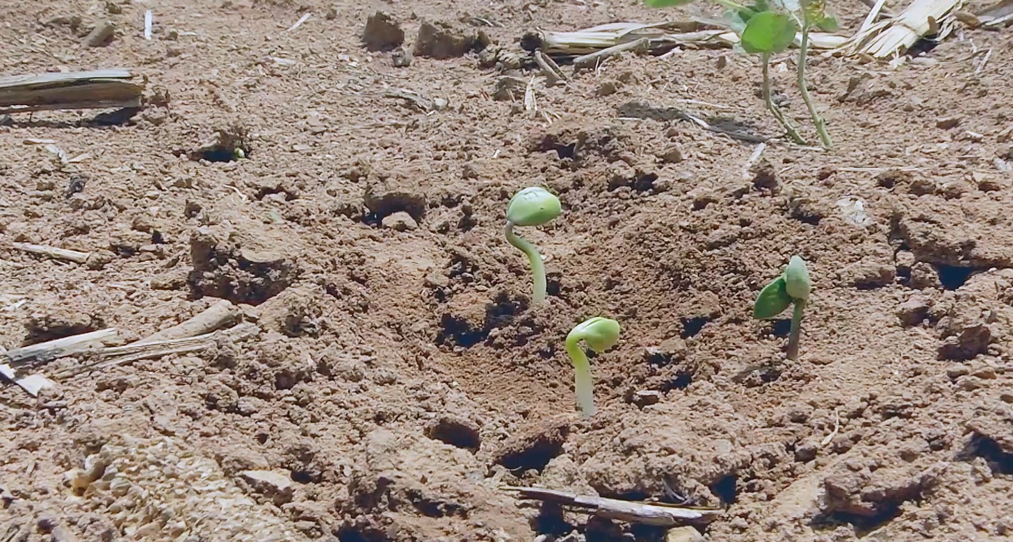 Soja Plantio Foto Pedro Silvestre Canal Rural Mato Grosso