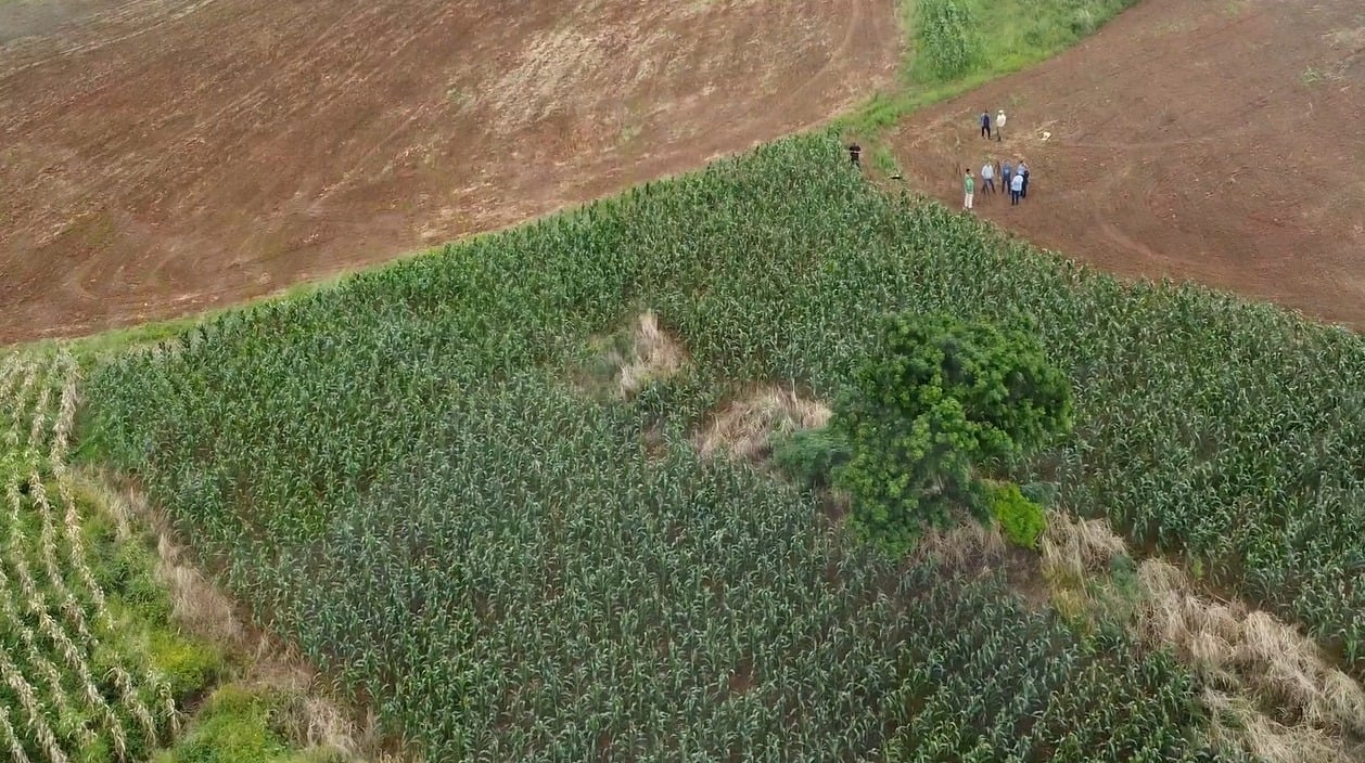 Foto: Israel Baumann/ Canal Rural Mato Grosso