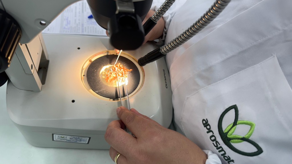 Em 2025, a Aprosmat completou 45 anos de fundação. Dela, outras instituições se originaram em Mato Grosso como Aprosoja Mato Grosso, Ampa e o IPA. Foto: Divulgação/Aprosmat