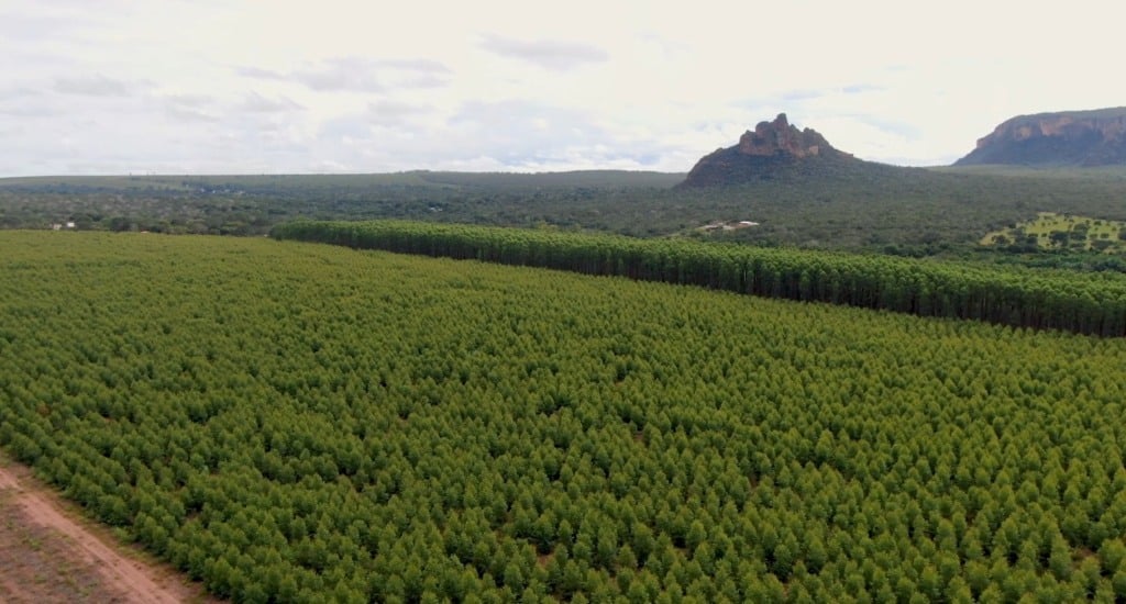 floresta plantada foto Leandro Balbino canal rural mato grosso