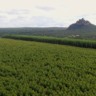 floresta plantada foto Leandro Balbino canal rural mato grosso