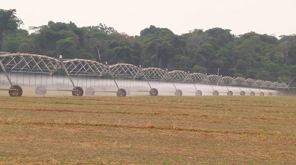 Mais milho irrigação soja foto pedro silvestre canal rural mato grosso