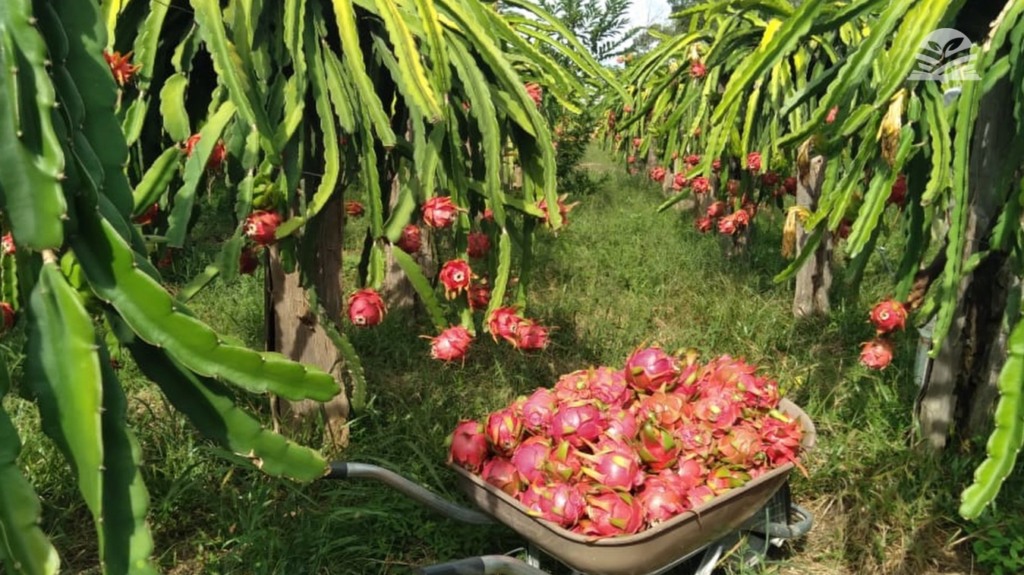 ateg fruticultura pitaya senar transforma foto arquivo pessoal