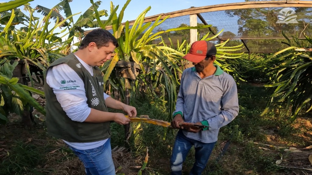 ateg fruticultura pitaya senar transforma foto israel baumann canal rural mato grosso1