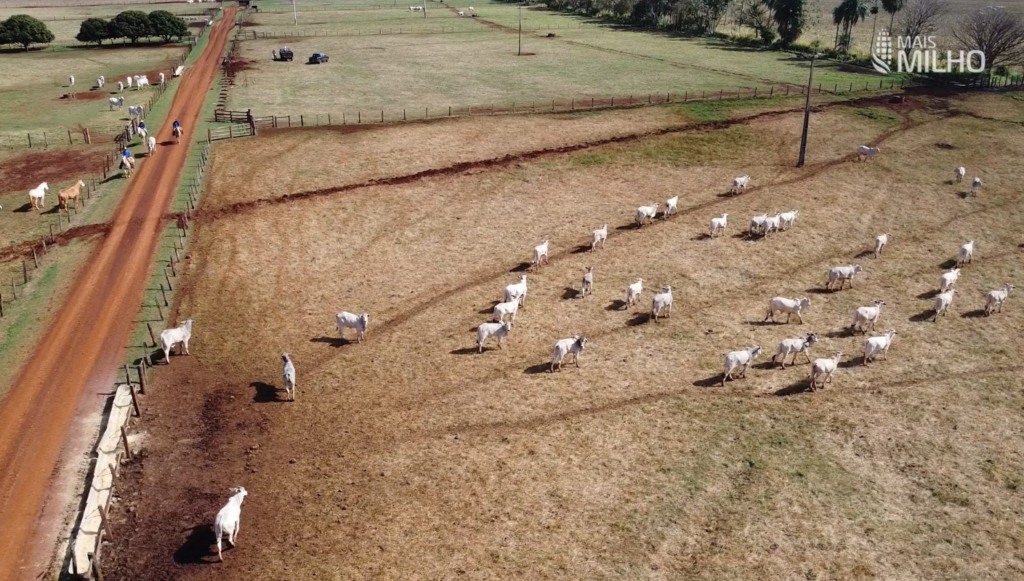 Diálogos no Campo mais milho Maracaju foto israel baumann canal rural mato grosso2