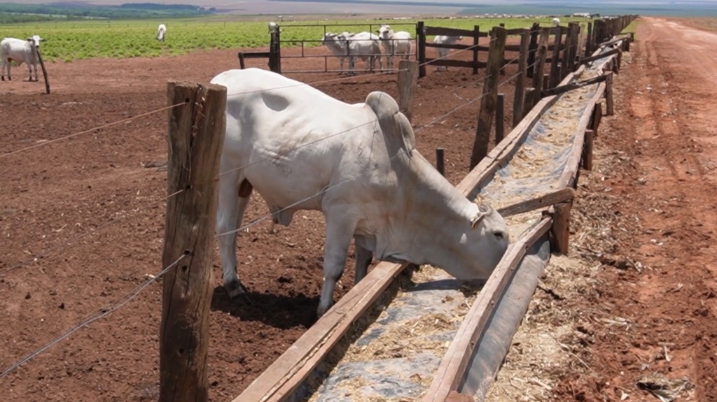 arroz vira ração para gado diante da desvalorização em jaciara foto pedro silvestre canal rural mato grosso