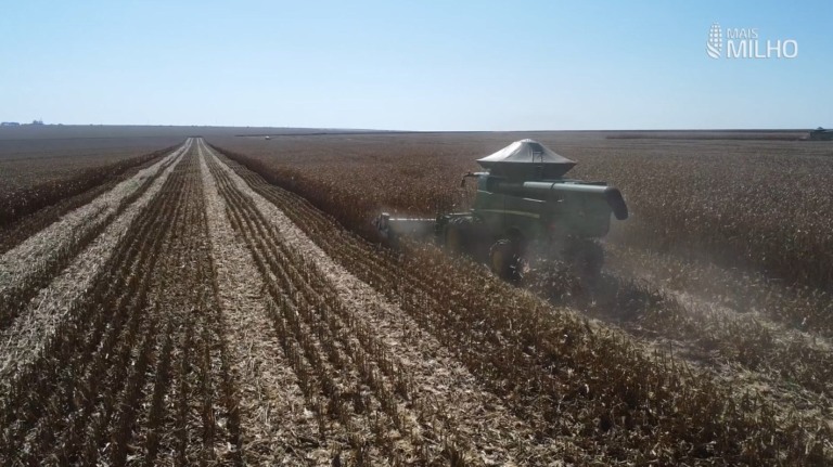 colheita especial mais milho foto israel baumann canal rural mato grosso
