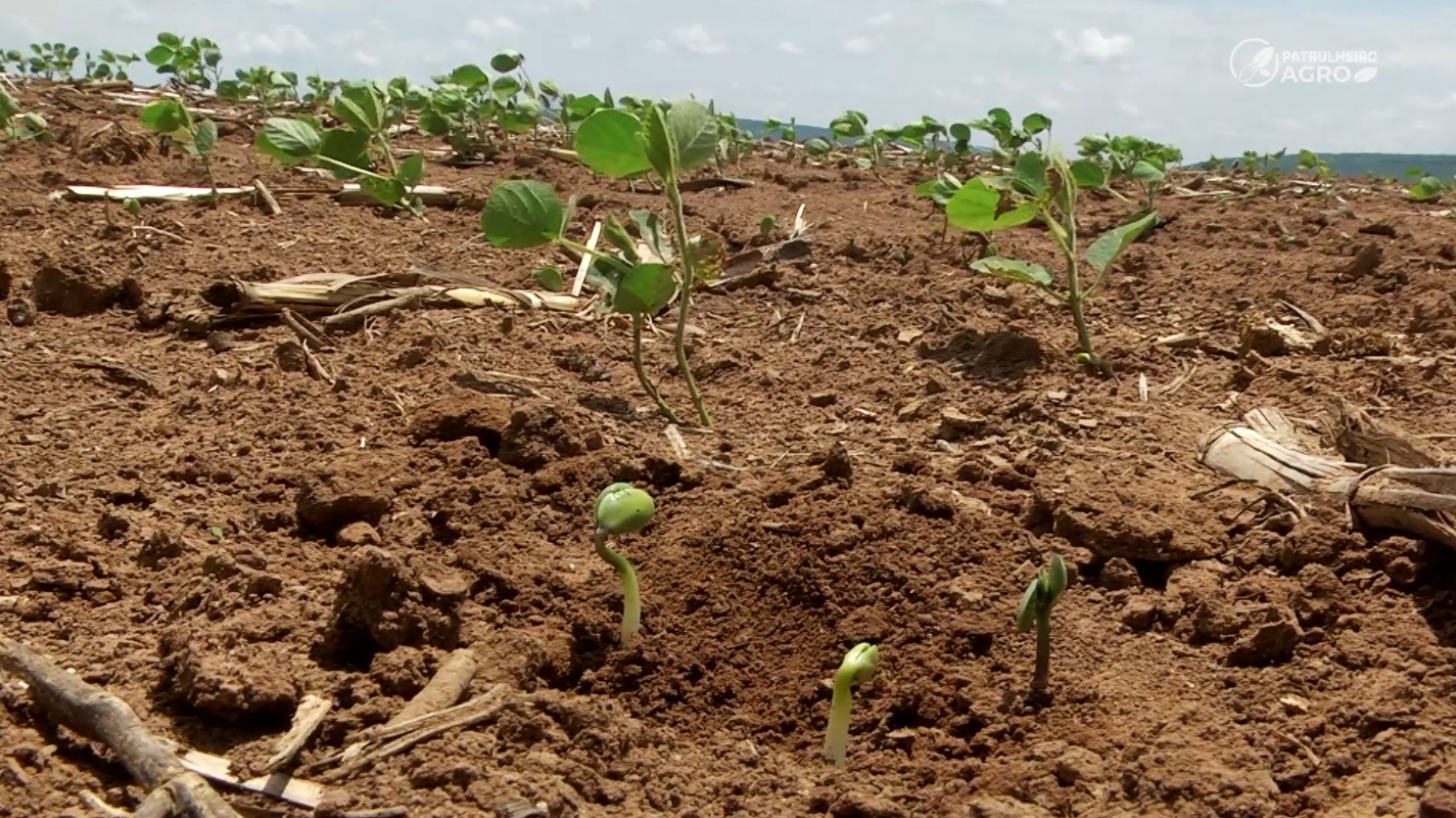 soja chuva irregular nova mutum foto pedro silvestre canal rural mato grosso