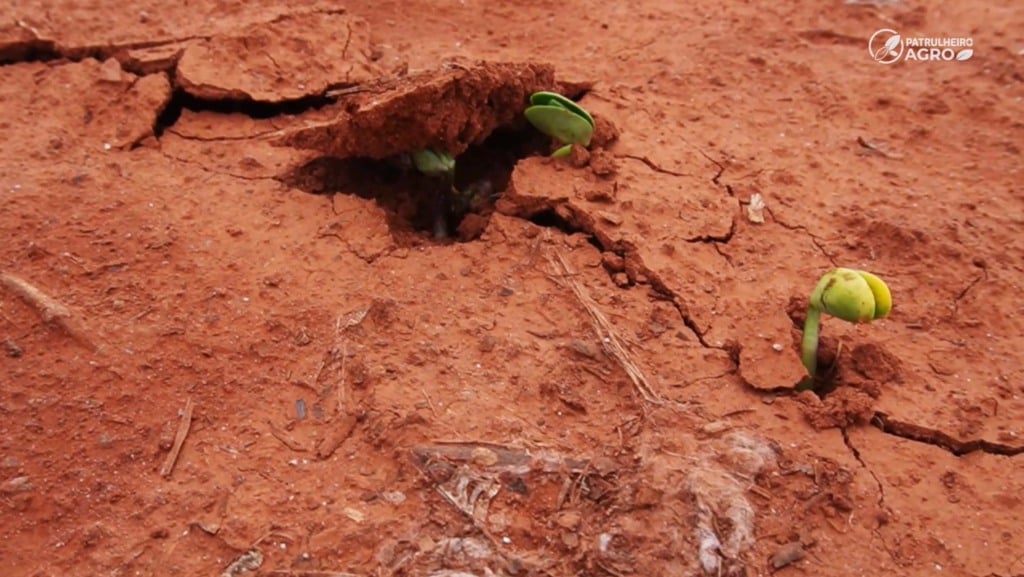 soja chuva irregular nova mutum foto pedro silvestre canal rural mato grosso1