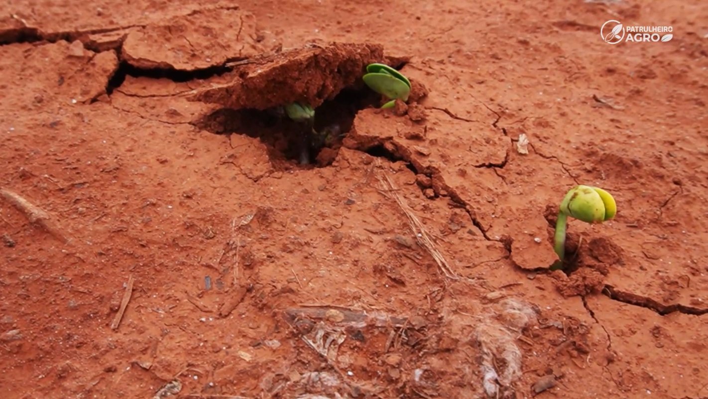 soja chuva irregular nova mutum foto pedro silvestre canal rural mato grosso1 soja chuva irregular nova mutum foto pedro silvestre canal rural mato grosso1