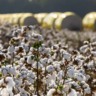 Algodão foto Basf divulgação