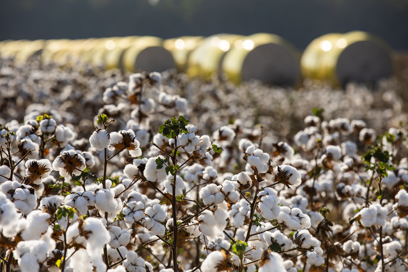 Algodão foto Basf divulgação Algodão foto Basf divulgação