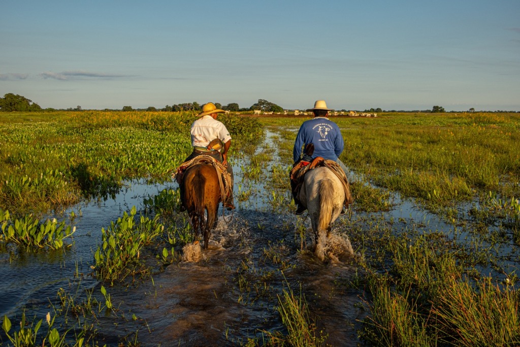pecuária pantanal Fazenda Pantaneira Sustentável foto: Assessoria Famato