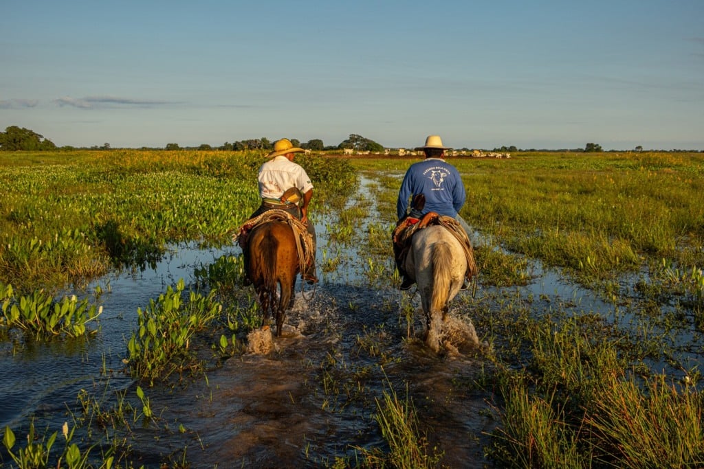 pecuária pantanal Fazenda Pantaneira Sustentável COP 30 foto: Assessoria Famato