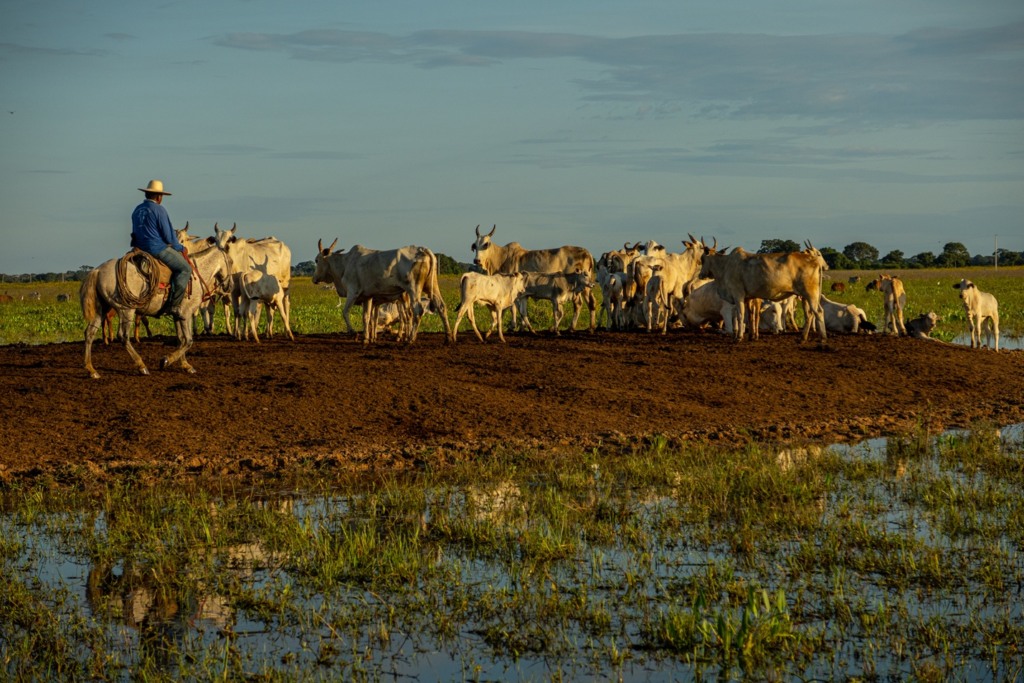 pecuária pantanal Fazenda Pantaneira Sustentável foto: Assessoria Famato