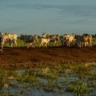 pecuária pantanal Fazenda Pantaneira Sustentável foto: Assessoria Famato