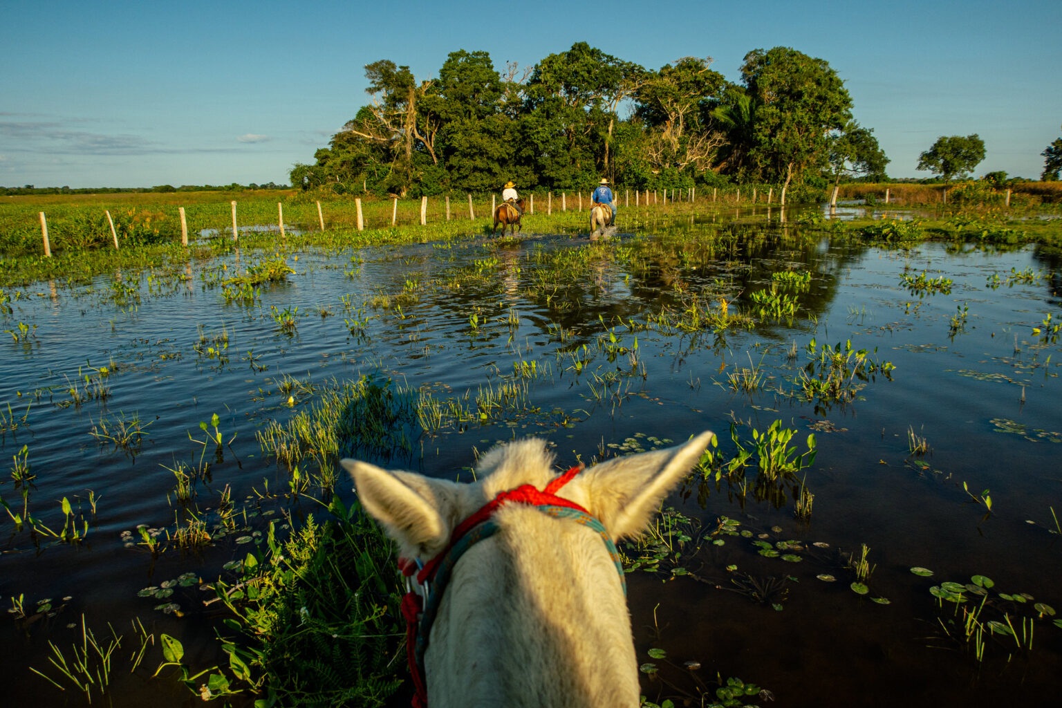 Pantanal Foto Assessoria Famato