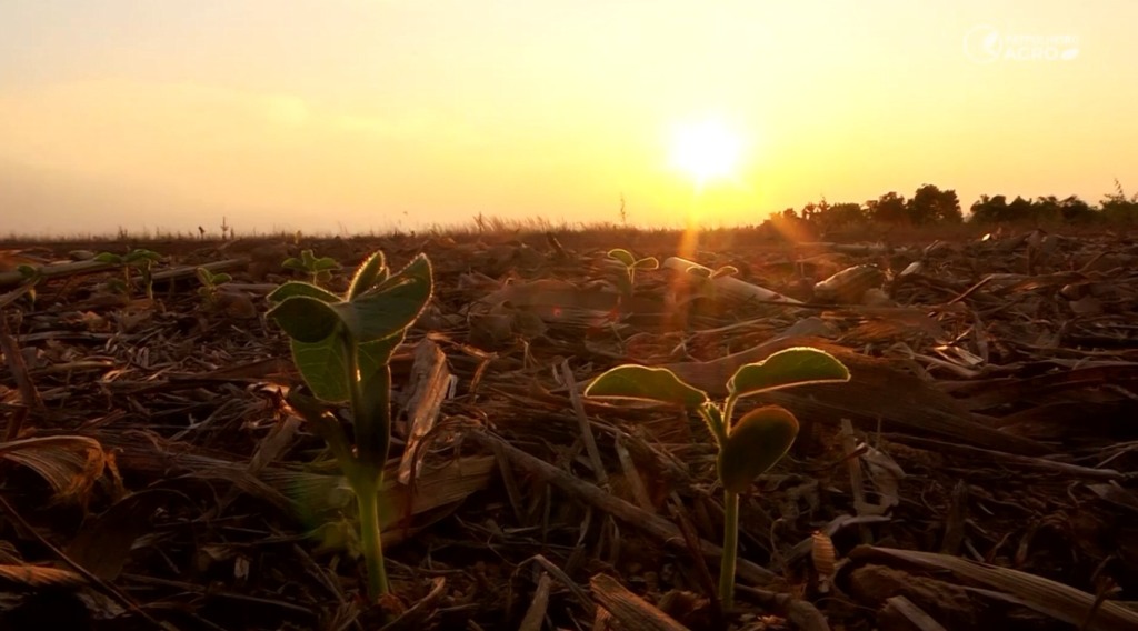 Soja calor paranatinga foto pedro silvestre canal rural mato grosso 1