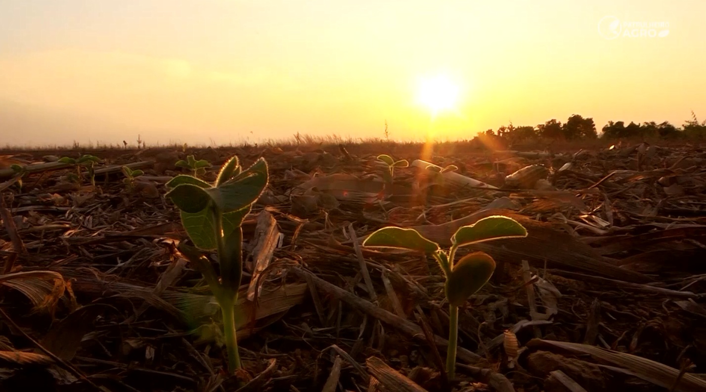 Soja calor paranatinga foto pedro silvestre canal rural mato grosso 1