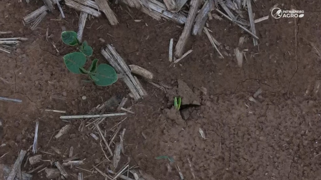 Soja calor paranatinga foto pedro silvestre canal rural mato grosso