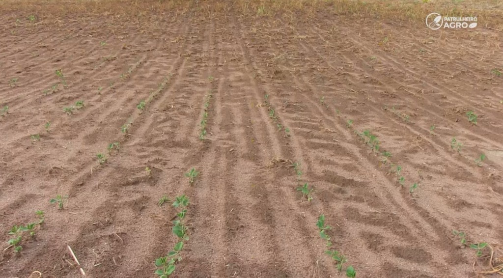 soja falta de chuva foto pedro silvestre canal rural mato grosso1