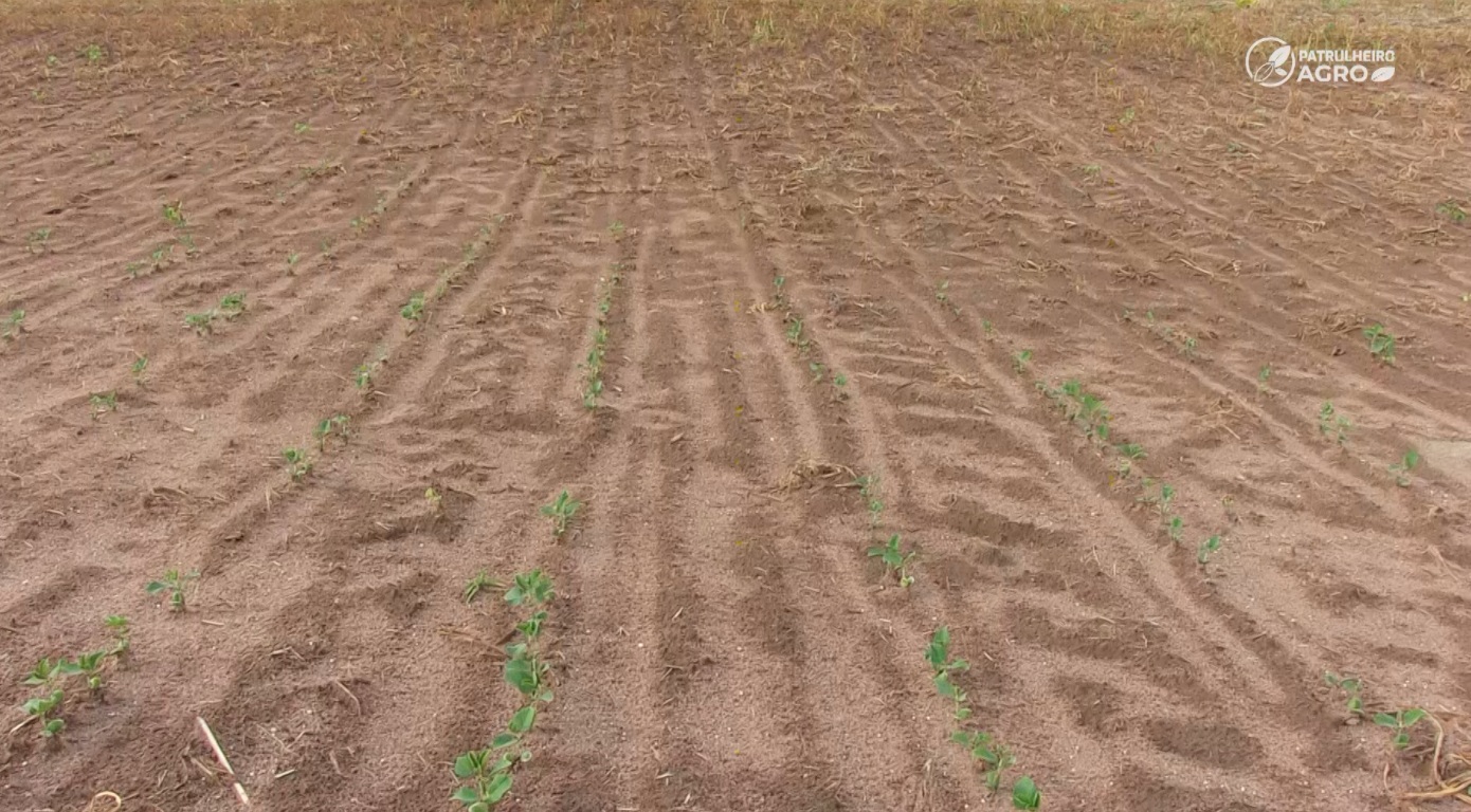 soja falta de chuva foto pedro silvestre canal rural mato grosso1