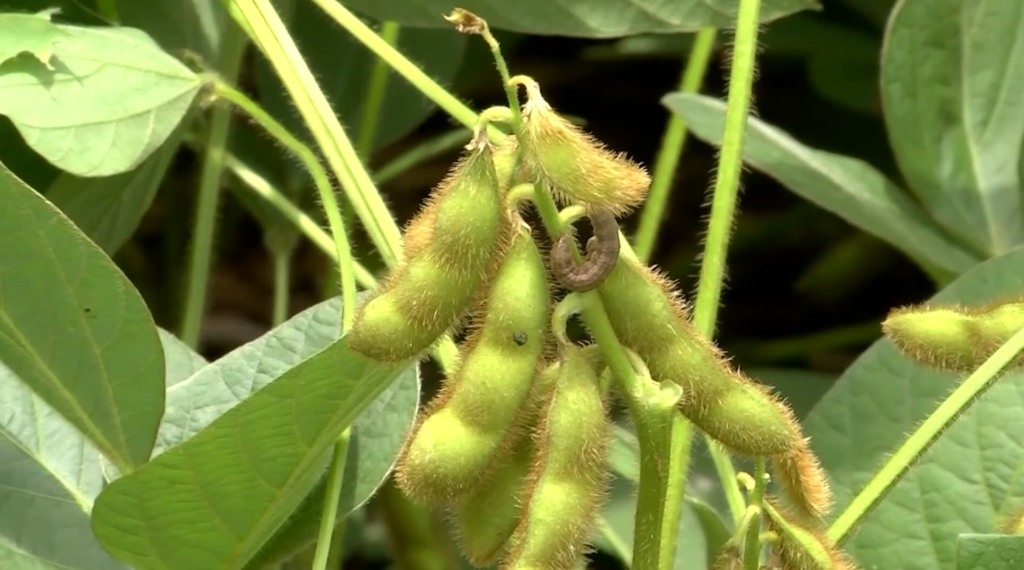 soja lagarta intacta 5+ nova tecnologia da bayer foto israel baumann canal rural mato grosso