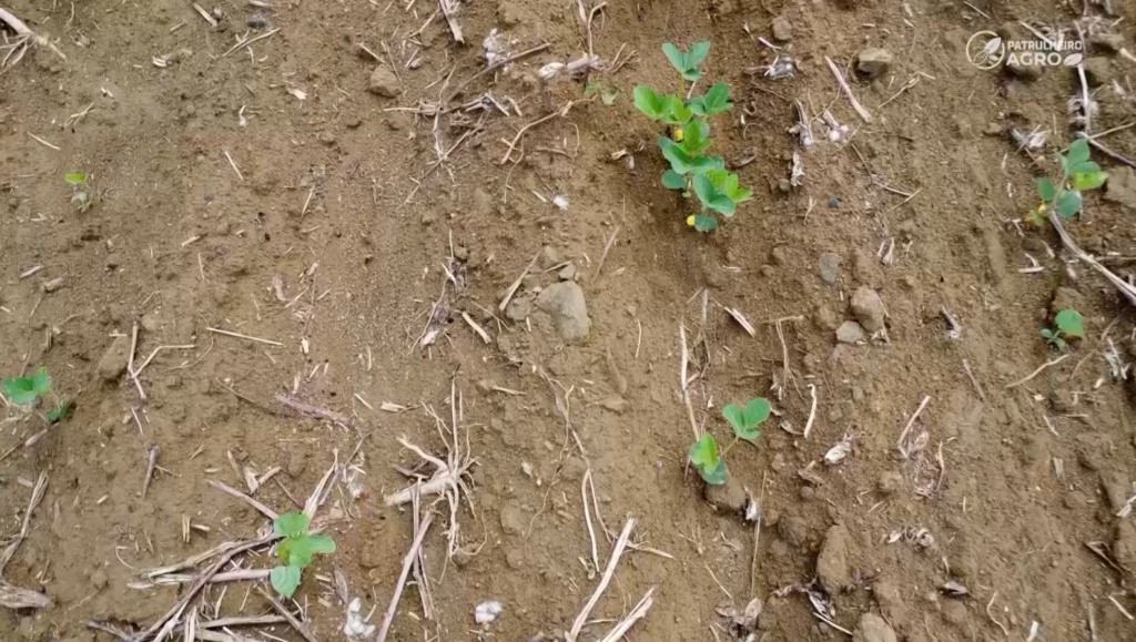 soja patrulheiro agro seca canarana foto pedro silvestre canal rural mato grosso1