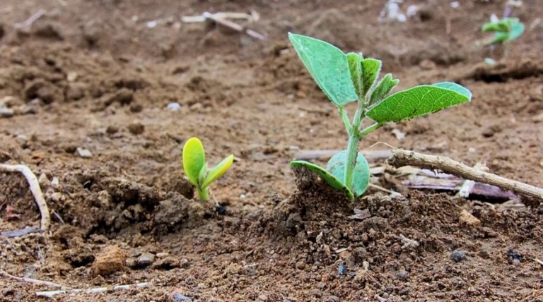 soja seca estiagem plantio foto pedro silvestre canal rural mato grosso1