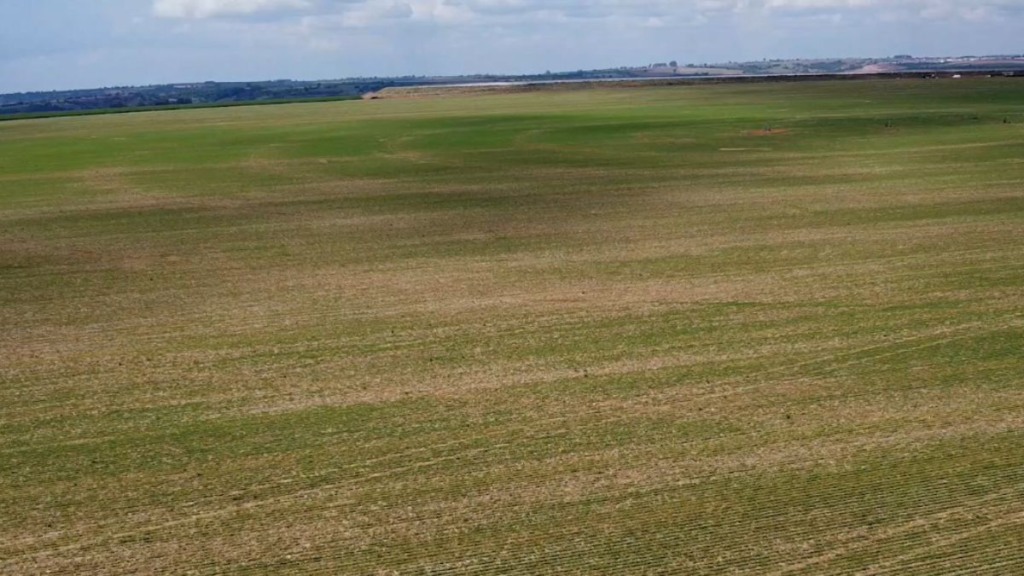 Milho verão ganha espaço em fazenda mineira referência em diversificação Minas Gerais Fazenda Água Santa Foto Israel Baumann Canal Rural Mato Grosso
