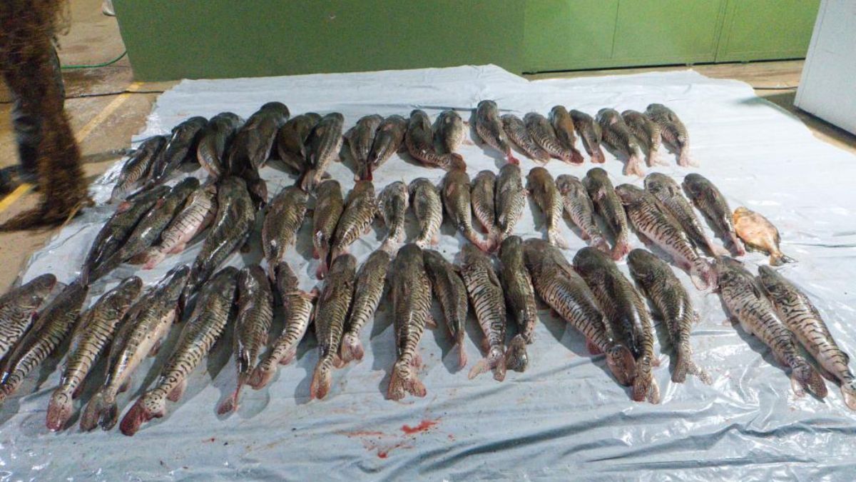 Polícia Militar apreende 412 kg de pescado irregular em Poxoréu
