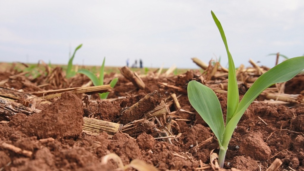 Mais milho minas gerais uberlândia foto israel baumann canal rural mato grosso