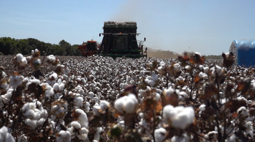 algodão colheita foto israel baumann canal rural mato grosso