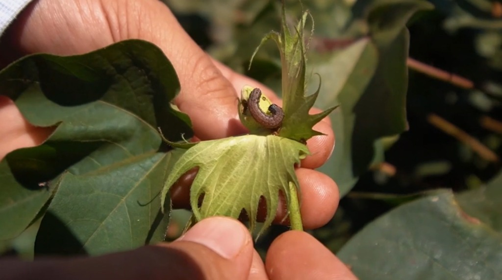 algodão largarta 1 foto divulgação basf