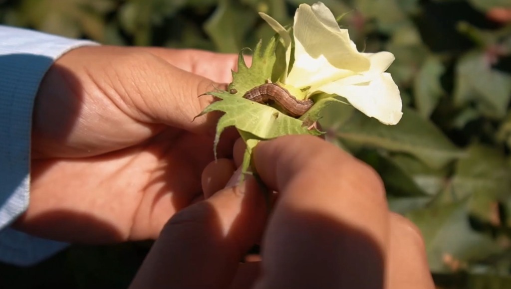 algodão largarta foto divulgação basf