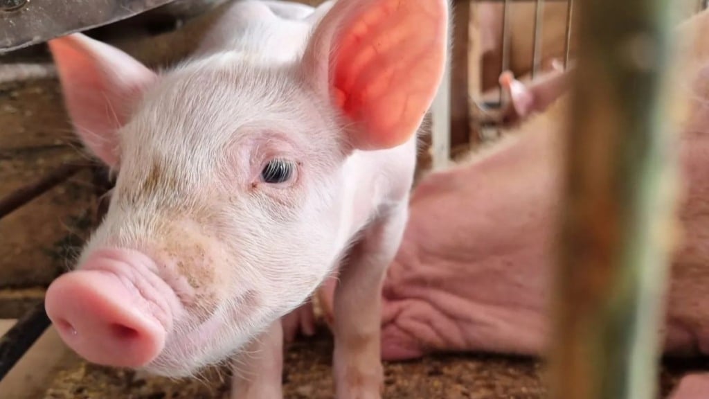 suíno suinocultura foto acrismat repdoução